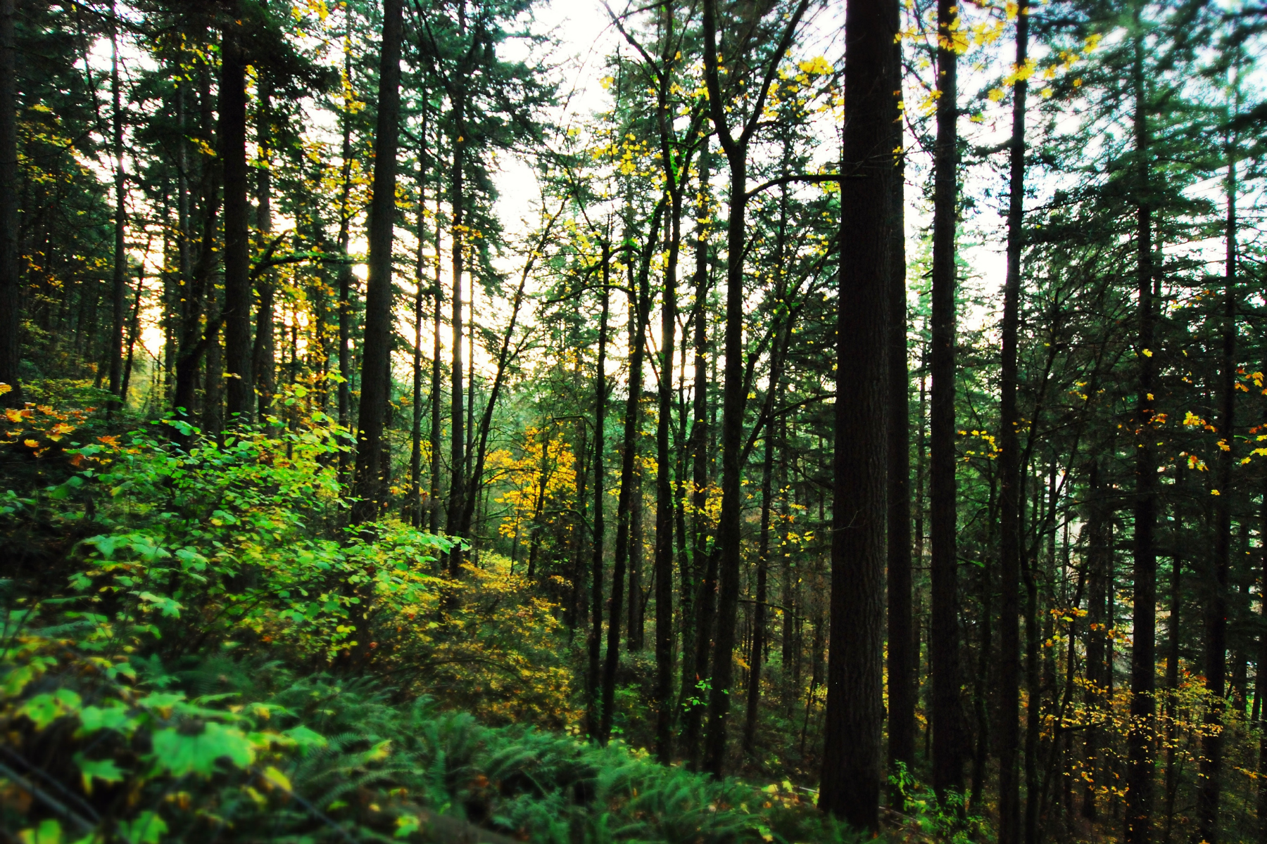 Inverness Woods Long Term Plan (LTP) Amendment Consultation